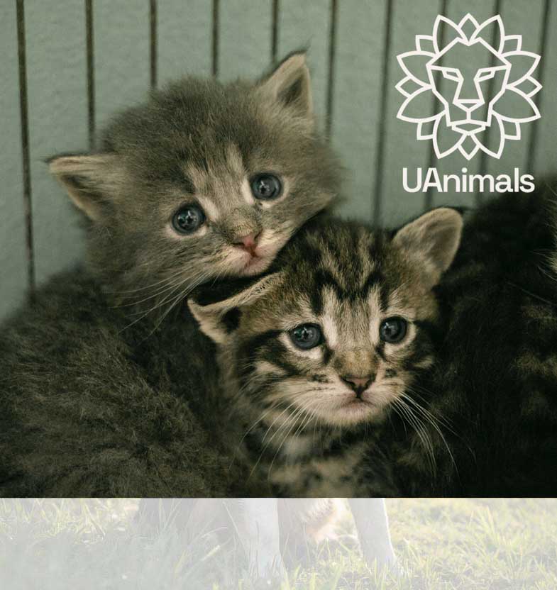 Товари для котів