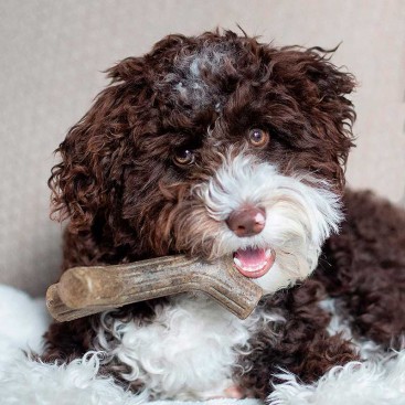 Жувальна іграшка для цуценят з кленового дерева - Benebone Puppy Maplestick, S