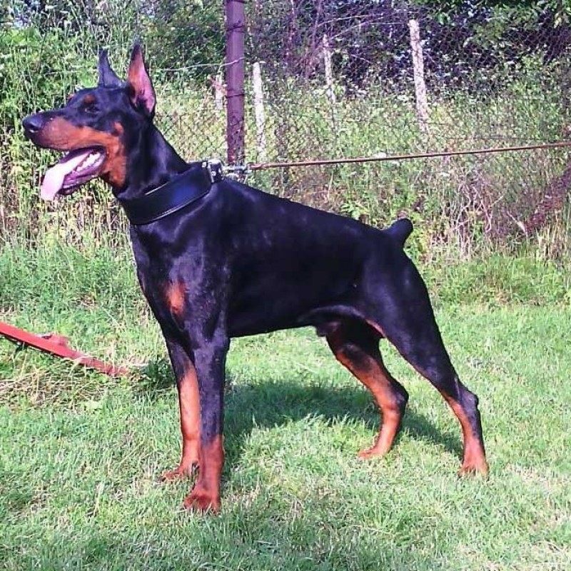 Нашийник для великих собак Bestia - Style Black, M 42.5-50 см