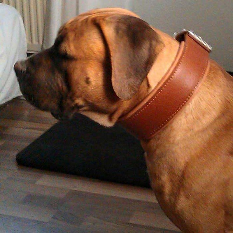 Нашийник для великих собак Bestia - Style Brown, XXL 65-75 см