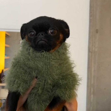 Светр для собак Діско goodboy.swtrs - Green, S