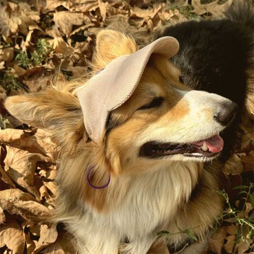 Кепка для собак з вельвету HatDog - Beige, M
