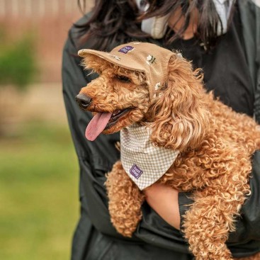 Кепка для собак из льна HatDog - Flora Beige, S
