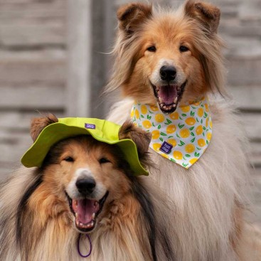 Бандана для собак ранфорсовая HatDog - Lemons, S