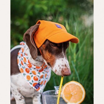 Кепка для собак з котону HatDog - Creamy-Orange, M