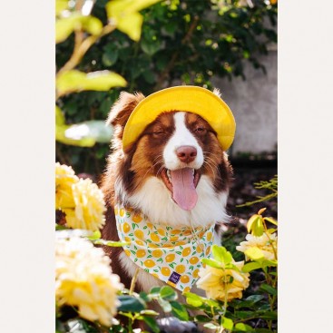 Панама для собак з льону HatDog - Yellow, L