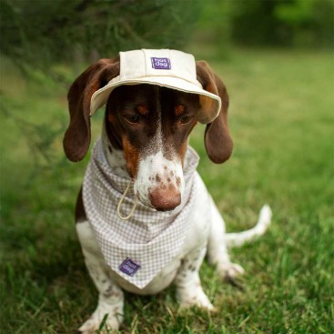 Панама для собак из коттона HatDog - Cream, L