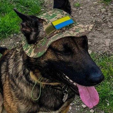 Панама для собак из коттона HatDog - Military, S