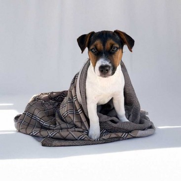 Плед для тварин Home Creative - In style Burberry, 80х100 см