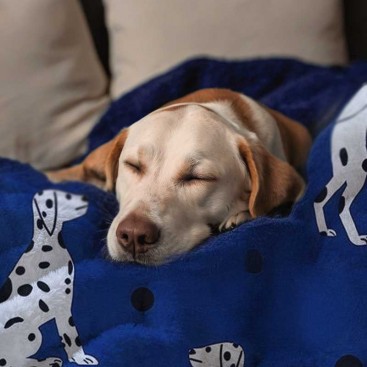 Плед для животных Home Creative - Blue Dalmatian, 100х150 см
