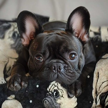Плед для тварин Home Creative - Pugs, 100х150 см