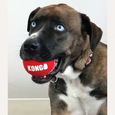 Игрушка для собак мячи KONG - Signature Sport Balls 3 шт, S