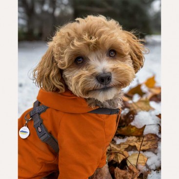 Дощовик Mimi.schell - Bear Orange, XL французький бульдог(ог 48-58/дс 40 см)