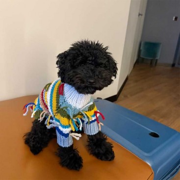 Светр для собак різнокольоровий goodboy.swtrs - UGLY, L