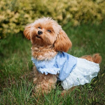 Сукня Montmorency - Forget-me-not 17 см
