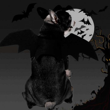 Halloween аксессуар крыла летучей мыши - Black,M