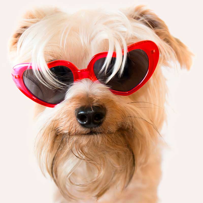 Сонцезахисні окуляри для домашніх тварин у формі серця - Pets Glasses red