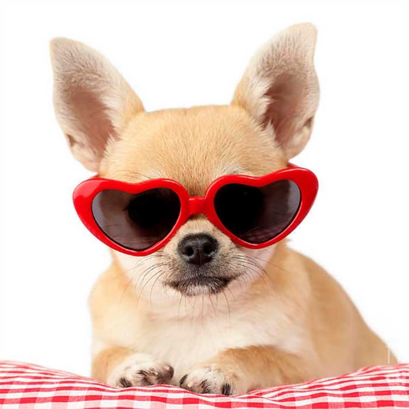 Сонцезахисні окуляри для домашніх тварин у формі серця - Pets Glasses red