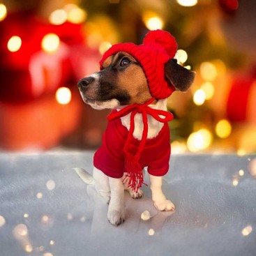 Комплект для собак шапка и шарф Christmas - Red, one size