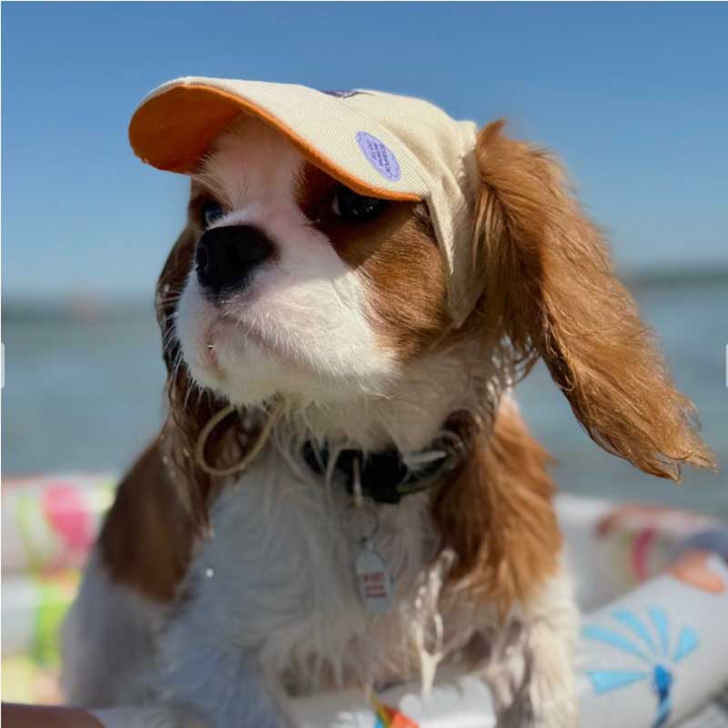 Кепка для собак из коттона HatDog - Creamy-Orange, S