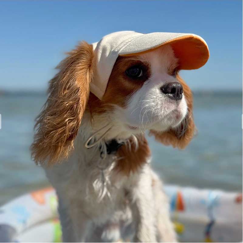Кепка для собак из коттона HatDog - Creamy-Orange, S