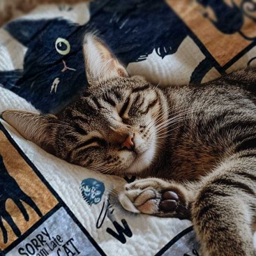 Плед для домашних животных Cats - Dark Gray(75x95 см)