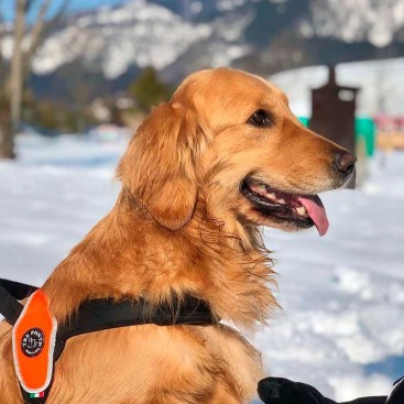 Шлея для собак Tri Ponti - Primo Silver orange, M