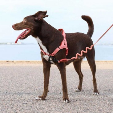 Шлея для собак Zee.Dog - Canyon Softer Walk Harness, L