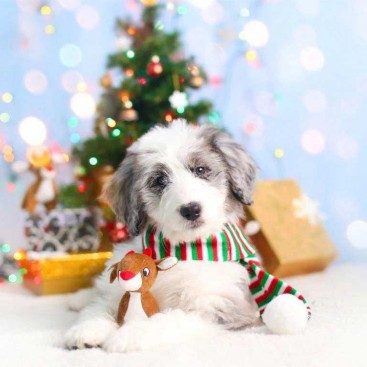 Набір з 3 міні різдвяних оленів ZippyPaws - Holiday Miniz Reindeer 3 Pack